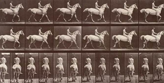 Toiles Sur Châssis|Toiles Sans Cadre<Boutiques de musées Animal Locomotion : Cheval blanc au pas (toiles sur châssis)