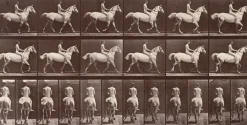 Boutiques de musées Animal Locomotion : Cheval blanc au pas (panneaux aluminium) Hot