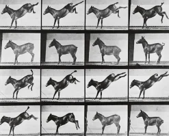 Boutiques de musées Animal Locomotion : Ruade d'un âne (panneaux acryliques) Outlet