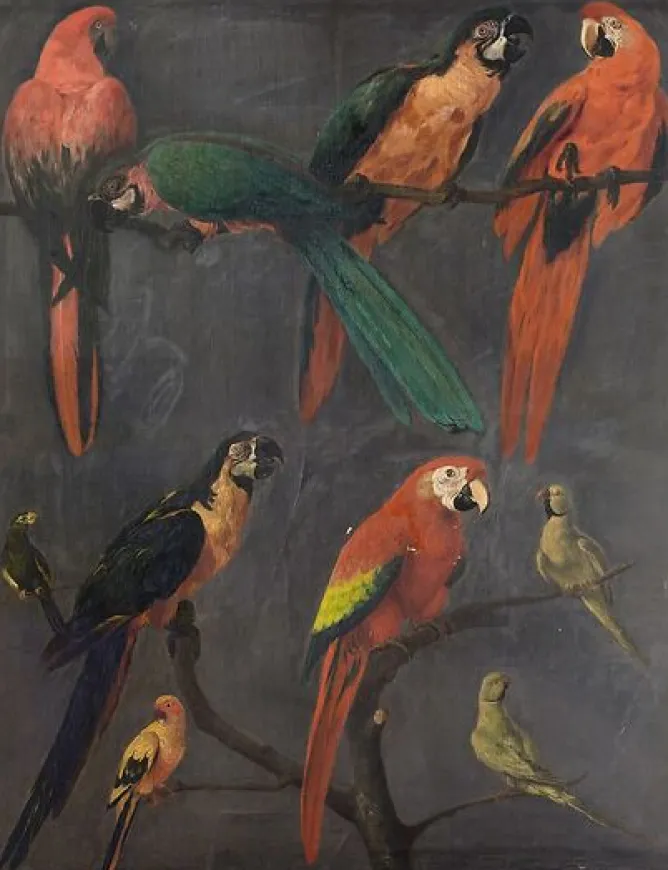 Boutiques de musées Aras et perruches (panneaux acryliques) Online