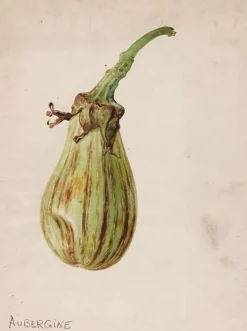 Boutiques de musées Aubergine - Solanum melongena (toiles encadrées) New