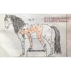 Boutiques de musées Beautés intérieures - L'animal à corps ouvert Online