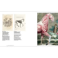 Boutiques de musées Beautés intérieures - L'animal à corps ouvert Online
