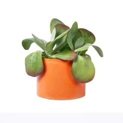 Boutiques de musées Cache-pot XXL - Béton Orange New