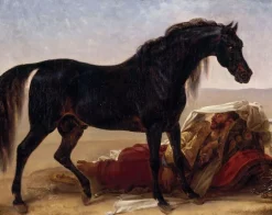 Boutiques de musées Cheval arabe (panneaux aluminium) Best