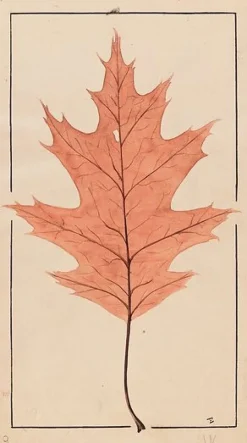 Toiles Sur Châssis|Affiches D'Art Encadrées<Boutiques de musées Chêne rouge d'Amérique (toiles sur châssis)
