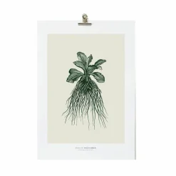 Affiches Et Reproductions<Boutiques de musées Décoration murale Herbier du roi A3 - Verte - Maison Baluchon
