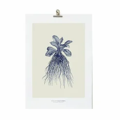 Affiches Et Reproductions<Boutiques de musées Décoration murale Herbier du roi A3 - Bleue - Maison Baluchon