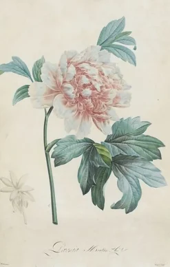 Boutiques de musées Description des plantes rares que l'on cultive à Navarre et à Malmaison I/II (panneaux aluminium) Discount