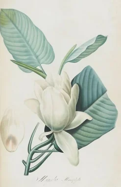 Panneaux Aluminium|Panneaux Acryliques<Boutiques de musées Description des plantes rares que l'on cultive à Navarre et à Malmaison II/II (panneaux aluminium)