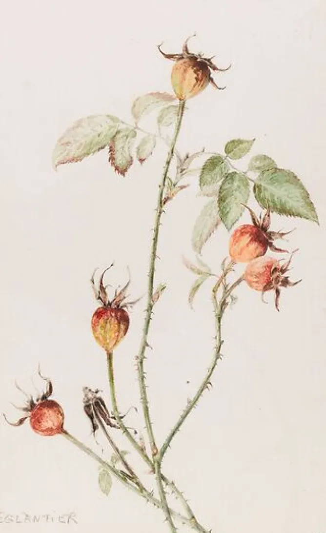 Boutiques de musées Eglantier - Rosa (panneaux acryliques) Clearance