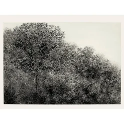 Créations Contemporaines<Boutiques de musées Estampe Allant vers les roches noires - Bertrand Henry 2001