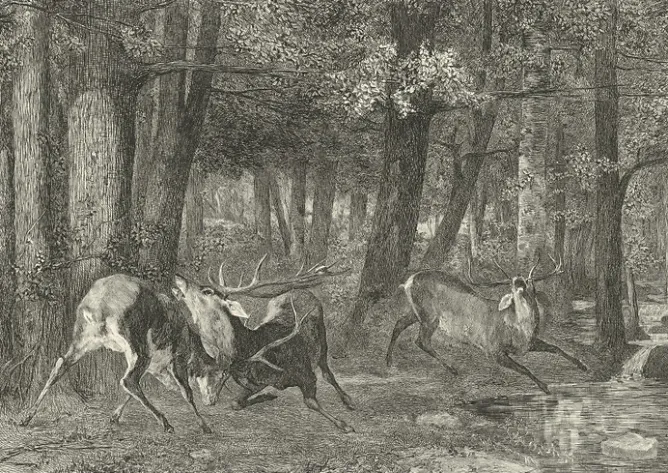 Boutiques de musées Estampe Combat de cerfs - Gustave Courbet Clearance