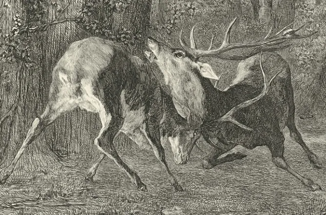 Boutiques de musées Estampe Combat de cerfs - Gustave Courbet Clearance