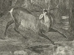 Boutiques de musées Estampe Combat de cerfs - Gustave Courbet Clearance