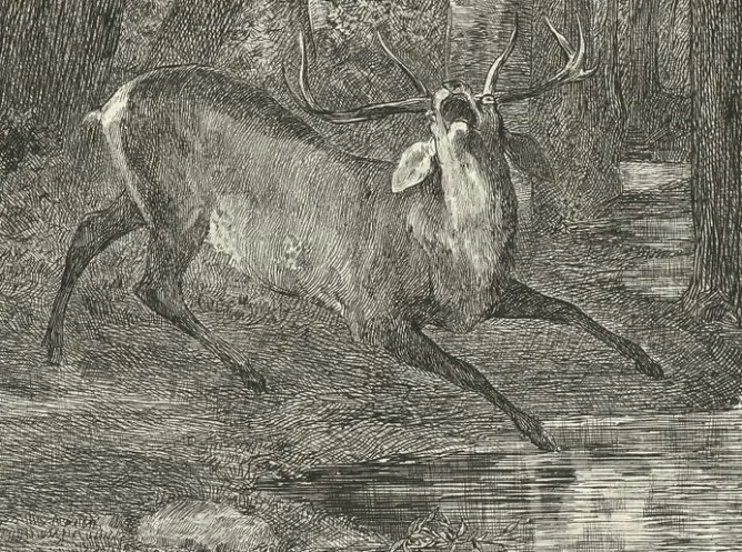 Boutiques de musées Estampe Combat de cerfs - Gustave Courbet Clearance