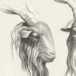 Boutiques de musées Estampe Deux têtes de bouc Online