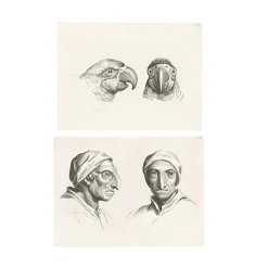 Dessins<Boutiques de musées Estampe Deux têtes de perroquets et deux têtes d'hommes
