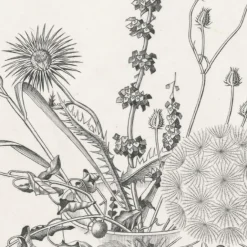 Nature, Fleurs Et Paysages|Art Moderne<Boutiques de musées Estampe Fleurs des champs dans un verre (automne) - Hasegawa