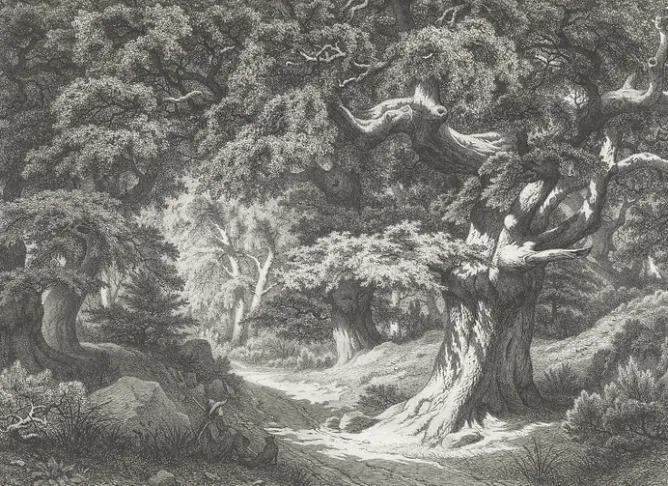 Nature, Fleurs Et Paysages|Chefs D'Œuvre Des Musées<Boutiques de musées Estampe Forêt de Fontainebleau : le Charlemagne et le Roland - Eugène Bléry