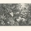 Boutiques de musées Estampe Groupe de plantes exotiques Best