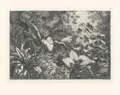Boutiques de musées Estampe Groupe de plantes exotiques Best