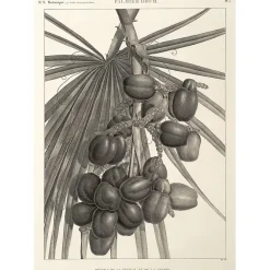 Description De L'Égypte<Boutiques de musées Estampe Palmier doum. Détails de la feuille et de la grappe
