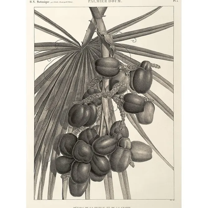 Description De L'Égypte<Boutiques de musées Estampe Palmier doum. Détails de la feuille et de la grappe