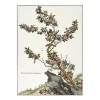 Nature, Fleurs Et Paysages<Boutiques de musées Estampe Plante chinoise - Aubépine