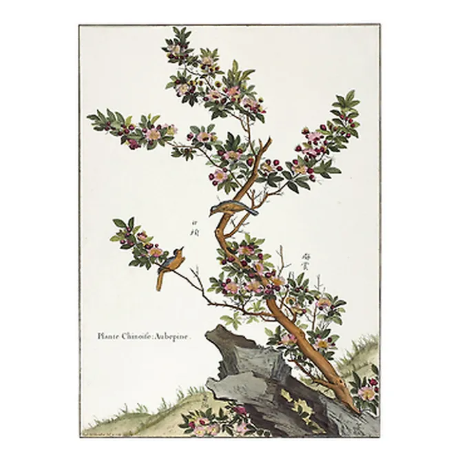 Nature, Fleurs Et Paysages<Boutiques de musées Estampe Plante chinoise - Aubépine