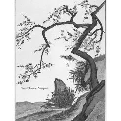 Nature, Fleurs Et Paysages<Boutiques de musées Estampe Plante chinoise Aubépine
