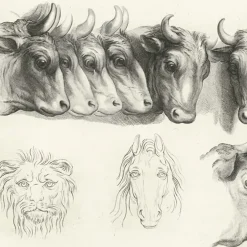 Boutiques de musées Estampe Têtes de bœufs, de lion et de cheval Clearance