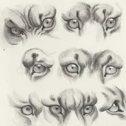 Nature, Fleurs Et Paysages<Boutiques de musées Estampe Yeux de tigre, de loup-cervier et de chat