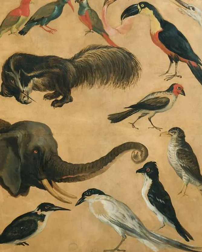 Boutiques de musées Etude d'animaux (toiles encadrées) Best
