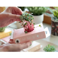 Loisirs Créatifs<Boutiques de musées Kit de culture Scrollino Sprouts - Radis