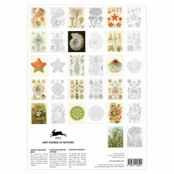Loisirs Créatifs<Boutiques de musées Livret de coloriage pour enfants et adultes Art de la nature Haeckel - The Pepin Press