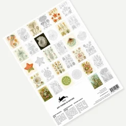 Loisirs Créatifs<Boutiques de musées Livret de coloriage pour enfants et adultes Art de la nature Haeckel - The Pepin Press