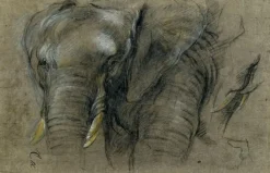 Boutiques de musées Éléphant du Congo vu de face (panneaux aluminium) Sale