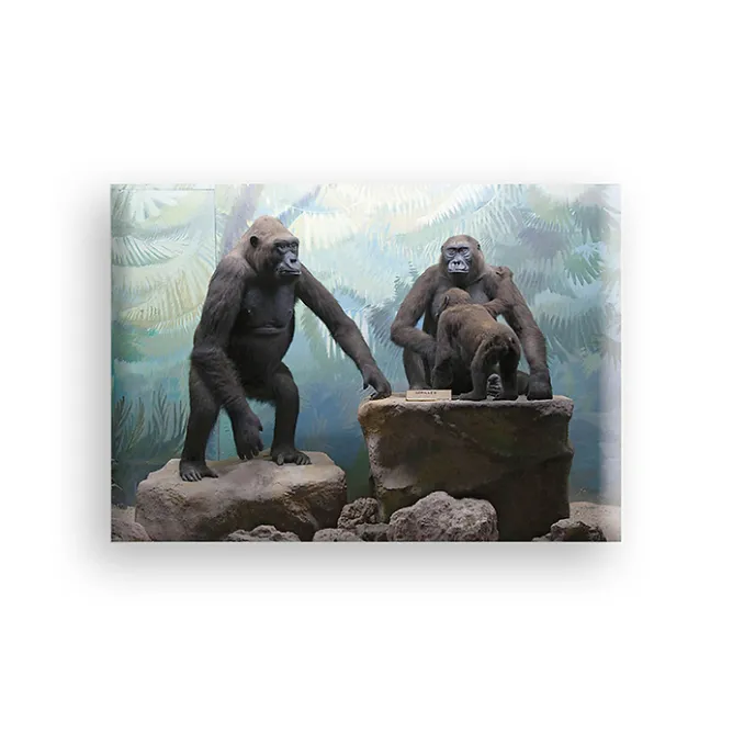 Boutiques de musées Magnet - Diorama gorilles Best
