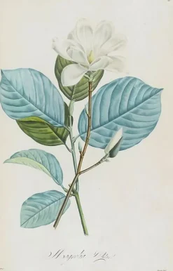 Boutiques de musées Magnolia yulan (toiles sur châssis) Clearance
