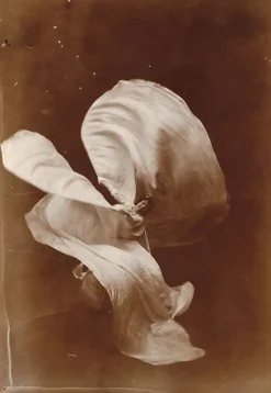 Panneaux Acryliques<Boutiques de musées Mlle Loïe Fuller (panneaux acryliques)