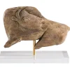 Boutiques de musées Moulage Bison se léchant Sale