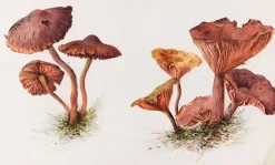 Affiches D'Art Encadrées<Boutiques de musées Mousserons et chanterelles (affiches d'art encadrées)