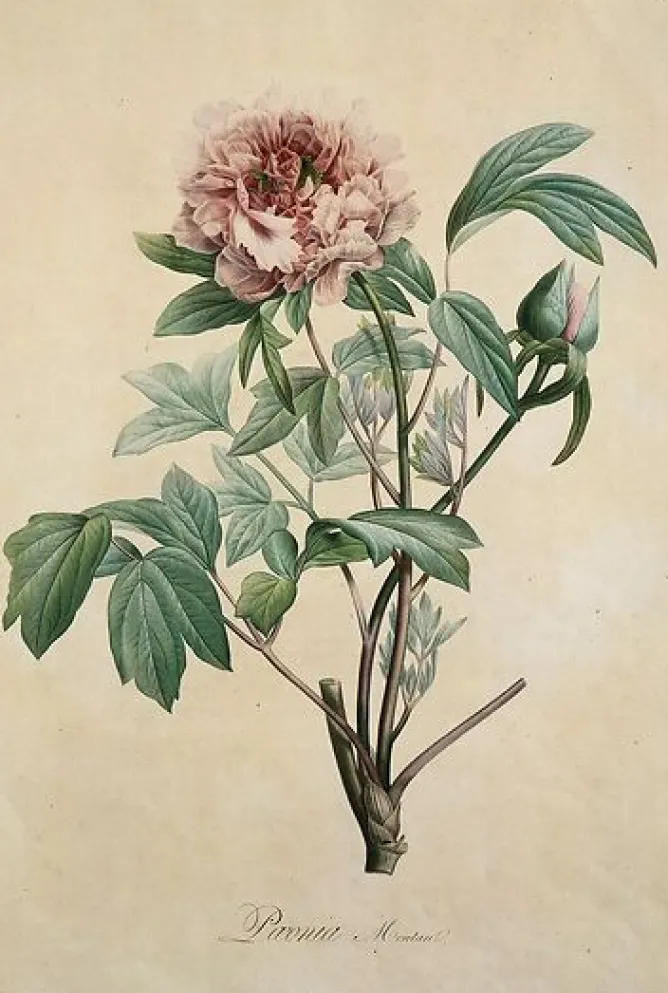 Toiles Sans Cadre<Boutiques de musées Paeonia moutan (toiles sans cadre)