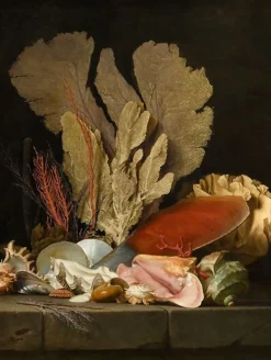 Affiches D'Art Encadrées|Affiches D'Art<Boutiques de musées Panaches de mer, lithophytes et coquilles (affiches d'art encadrées)
