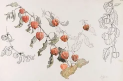 Boutiques de musées Physalis (toiles sur châssis) Online