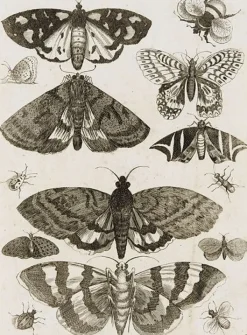 Toiles Encadrées|Toiles Sur Châssis<Boutiques de musées Planche d'insectes (toiles encadrées)