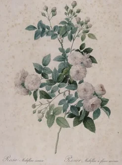 Boutiques de musées Rosier multifleurs à fleurs carnées (toiles encadrées) Best