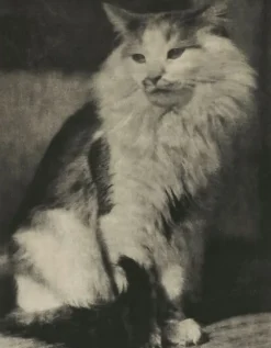 Panneaux Aluminium|Panneaux Acryliques<Boutiques de musées The Cat (panneaux aluminium)