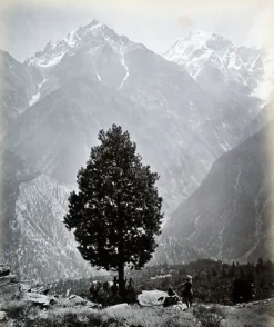 Boutiques de musées The edible Pine (Pinus Gerardiana) near Chini [Himachal Pradesh. Pin], 1863-1870 (panneaux aluminium)